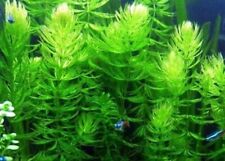 Ceratophyllum demersum plante aquatique pour bassin anti-algues