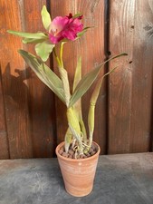 Magnifique tige d'orchidée artificielle en pot, couleur rose fuchsia.