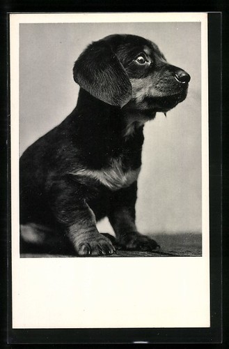 Carte postale chiot teckel