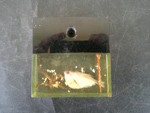 Inclusion resine poisson porte - resine,