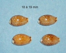 Cypraea 4 Labrolineata    Philippines     18 à 19 mm