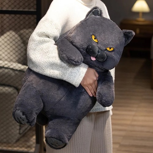 British shorthair cat - british,
