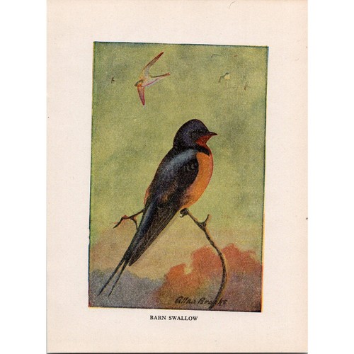 Barn swallow allan brooks 1934 - brooks,
