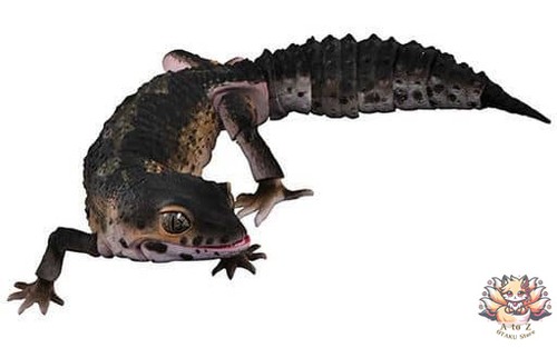 Leopard gecko chevalier noir - leopard,