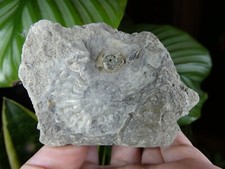 Empreinte Ammonite Fossile