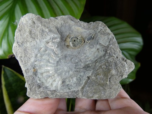 Empreinte ammonite fossile - empreinte,