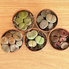 MÉLANGE Lithops, pot 5,5 cm /