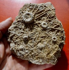 OURSINS FOSSILES JURASSIQUES