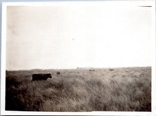 France, taureaux camarguais, 1910 Vintage silver print. Tirage argentique 