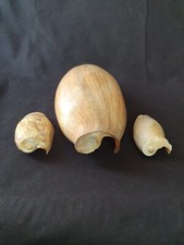 Lot de 3 coquillages ancien Cymbium collection