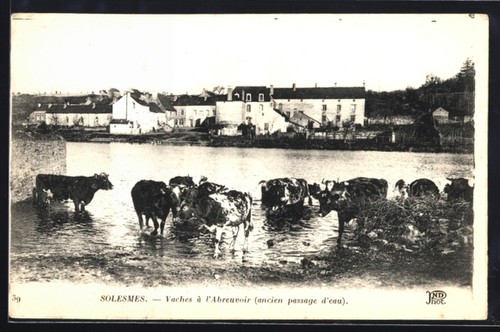 Cpa solesmes vaches - cpa,