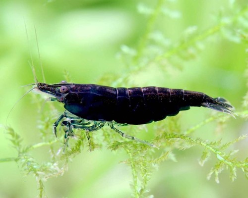 Crevettes neocaridina black - crevettes,