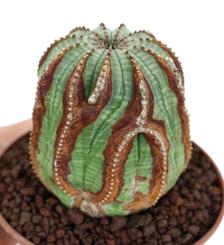 Euphorbia obesa 6cm - euphorbia, 4-6cm