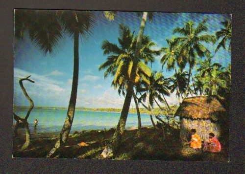Iles des pins nouvelle - pins, (nouvelle