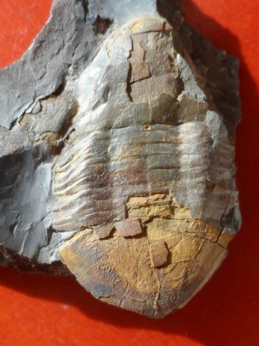 Trilobite ordovicien la - trilobite,
