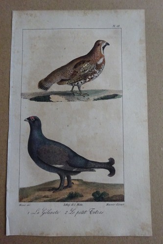 Gravure colorée oiseaux - oiseaux, 1824