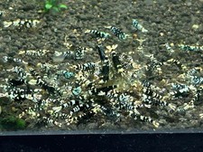 Lot de 10 Crevettes cantonensis Fancy tiger black  Aquarium Poissons plantes
