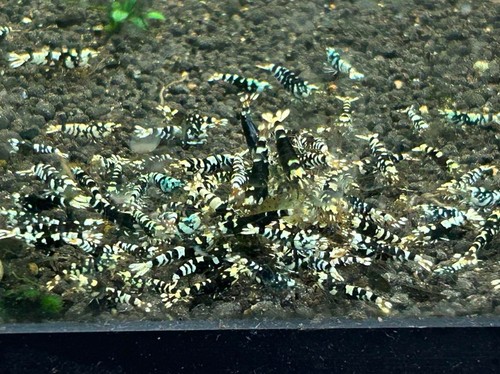 Lot crevettes - de,