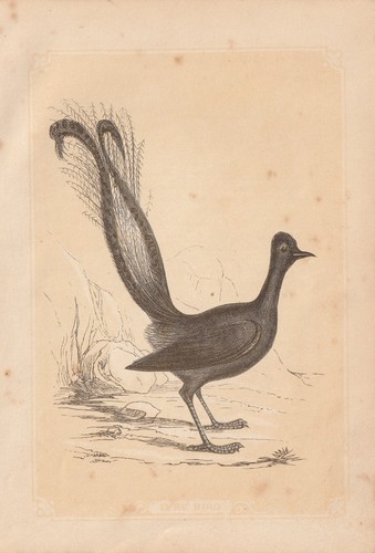 Oiseau lyre - oiseau,