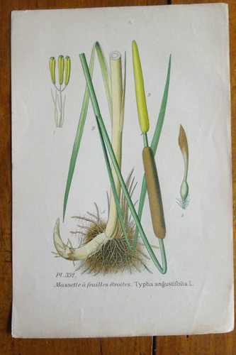 Botanique fleur planche - botanique,