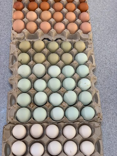 Fertile hatching eggs - fertile,