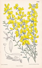 Genista Cinerea Région