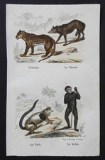 BUFFON début 19ème - Gravure couleurs : OCELOT CHACAL VARI JOCKO