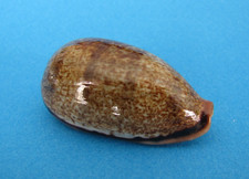 Cypraea Caurica Elongata 52,3 mm Gem Madagascar " Superbe spécimen "