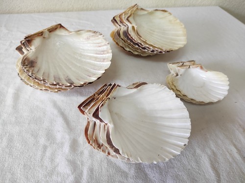 Lot coquilles saint - lot, de