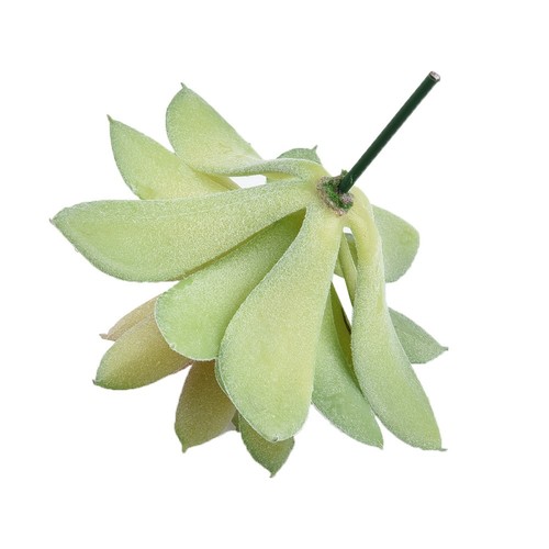 Plante succulente - plante,