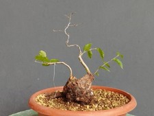 Bonsaï orme champêtre en pot 26 x 15 cm plante articulée arbre pré bonsaï orm...