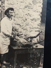 64-LES PYRéNéES".UNE VICTIME DE LA LAINE DES PYRéNéS."C.P.A."1910.Pas d'écriture