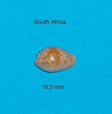 Cypraea    Citrina   South