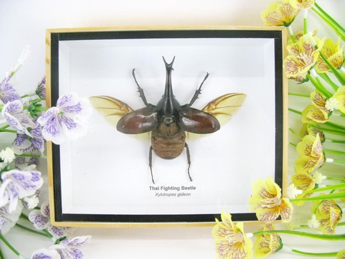 Thai figthing beetle - thai,