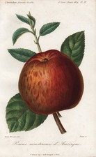 Pomme Fruit Pomologie