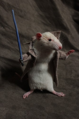 Taxidermie petit rat magicien - taxidermie,