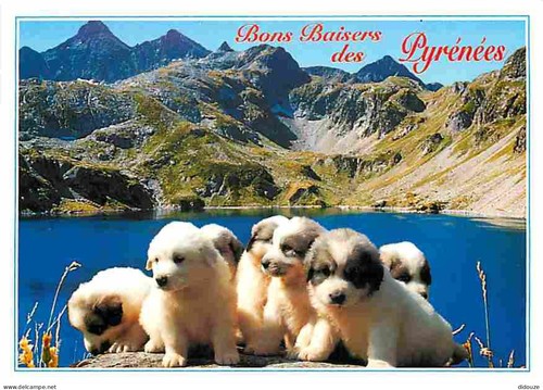 Carte postale animaux - carte,