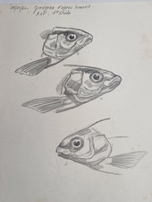 Dessin d’étude 1960 – Tête de corégone – Attribué M. Bourgeois – 21x27 cm