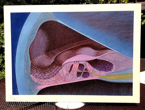 David klein original gouache - david,