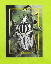 Carte incroyable animaux du