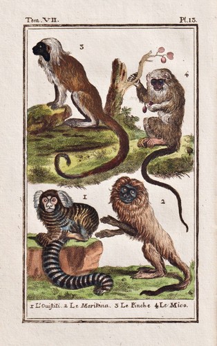 Pinceau affe monkey ouistiti - pinceau,