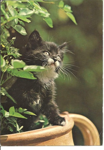 Animaux chat gris - -,