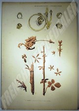 ESTAMPE COULEUR ART NOUVEAU