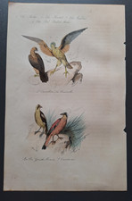 Gravure oiseau 19° rehaussé