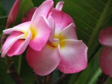 3 graines de Frangipanier rose