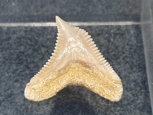 Shark tooth galeocerdo - tooth,