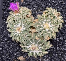 Sale Rare Cacti Caudex