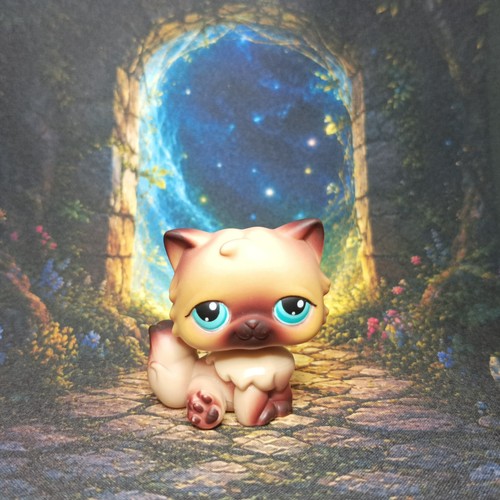Chat persan littlest - chat, #22