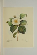 Reproduction Gravure Redoute Camelia blanc japonica