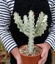 EUPHORBIA WHITE GHOST  plante